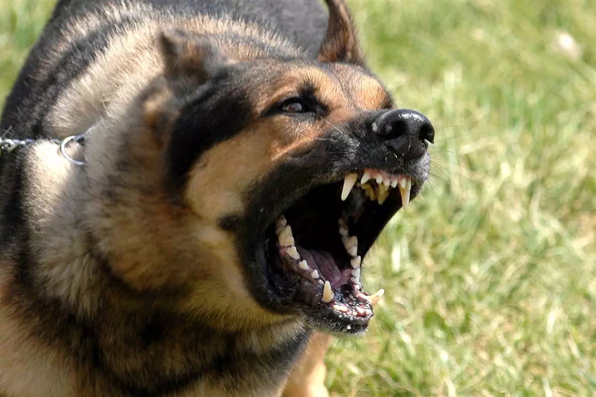 Familj Fobs: Vad heter rädslan för hundar? Hur blir det av med denna fobi? Orsaker till rädsla, dess symptom och behandling 17552_4