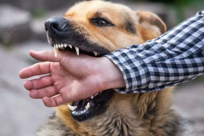 Aile Fobs: Köpek korkusunun adı nedir? Bu fobiden nasıl kurtulur? Korkunun nedenleri, semptomları ve tedavisi 17552_5