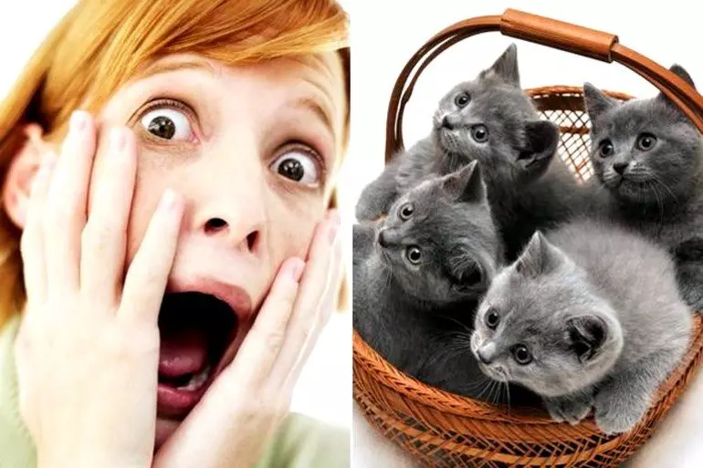 Aylurofoobia: Mis see on? Kuidas muidu on kasside hirm? Foobiate põhjused. Kuidas ületada kasside hirm?