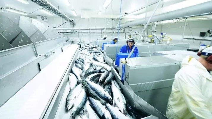 Teknologjia e prodhimit të peshkut: tiparet e industrisë së peshkimit, detyrave dhe trajnimit 18001_3