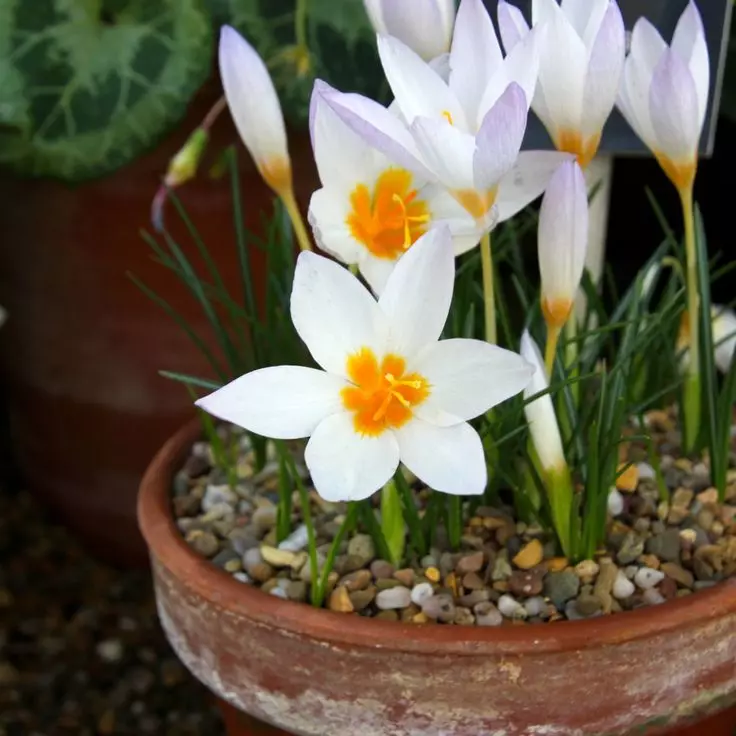 Cūkgaļas ziedi 8. martā (30 fotogrāfijas): pavasara krāsu nosaukumi podos astotajā martā, izvēles noteikumi 18186_24