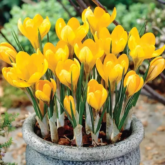 Porsaan kukkia 8. maaliskuuta (30 kuvat): nimet kevään värit ruukuissa kahdeksantena maaliskuun valinta säännöt 18186_26