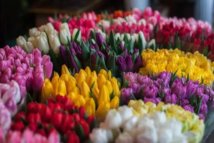 Cvetovi 8. marca: Kaj dajejo dekleta in ženske? Kaj je bolje dati moji ženi? Kaj se običajno prodajajo? Zakaj je mogoče dati tulipane? 18190_18