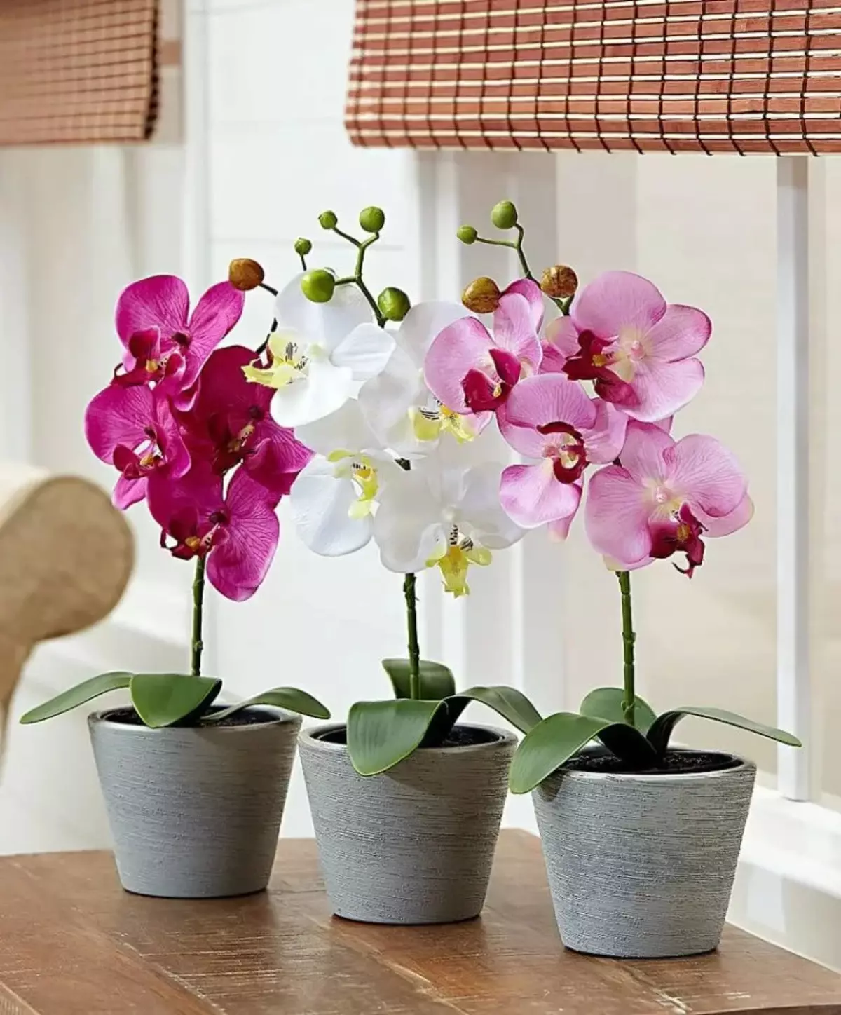 Орхидея фаленопсис как ухаживать. Орхидея фаленопсис. Фаленопсис цветок. Комнатный цветок Орхидея фаленопсис. Орхидея фенолепсис.