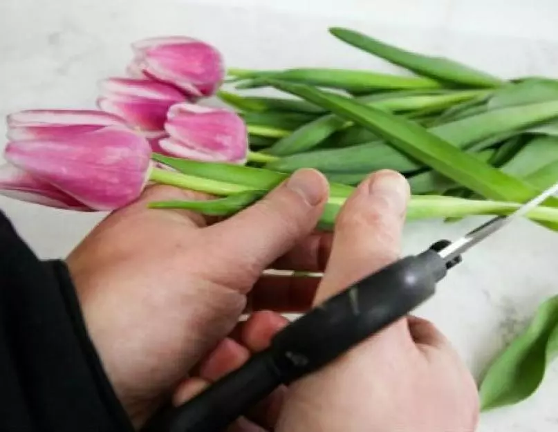 Sådan sparer du tulipaner indtil 8. marts? Sådan opbevares skåret købt tulipaner? 18192_10