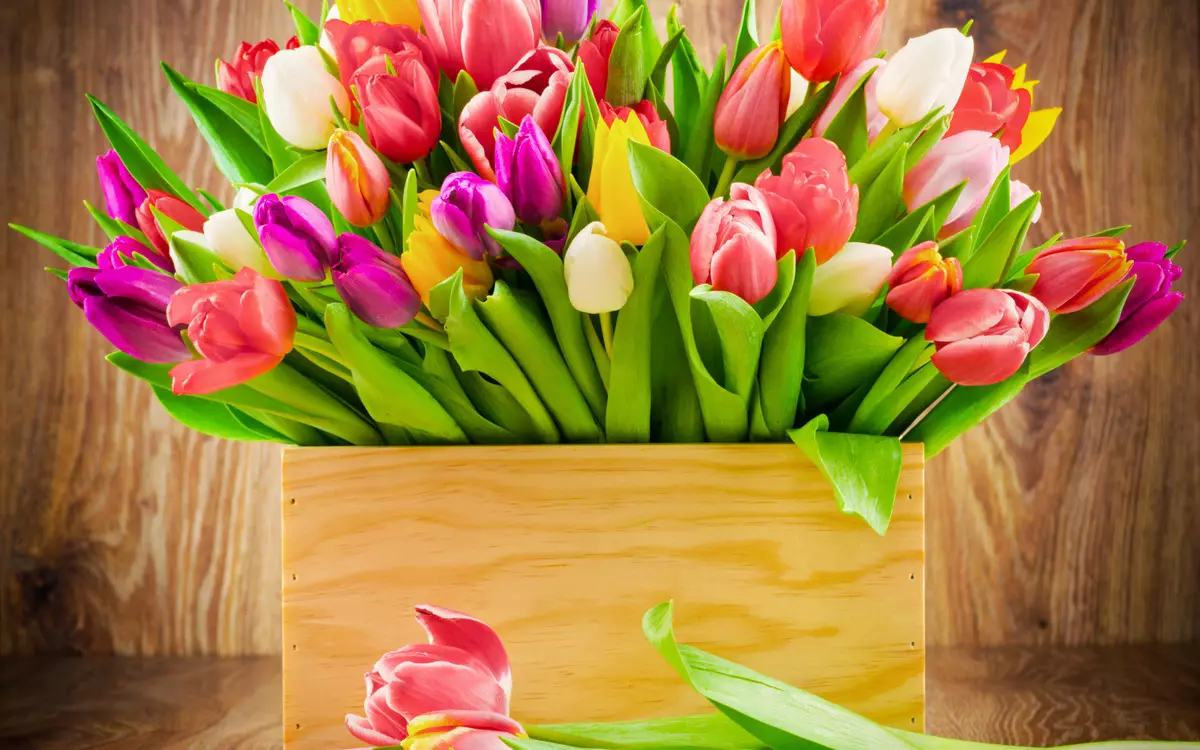 Làm thế nào để tiết kiệm hoa tulip cho đến ngày 8 tháng 3? Làm thế nào để lưu trữ cắt hoa tulip? 18192_3