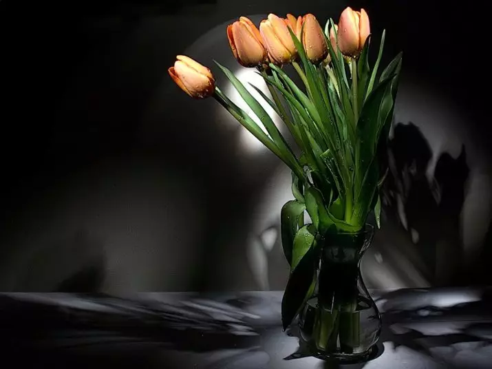 Hoe bewarje tulpen oant 8 maart? Hoe kinne jo besunigje kocht tulpen? 18192_7