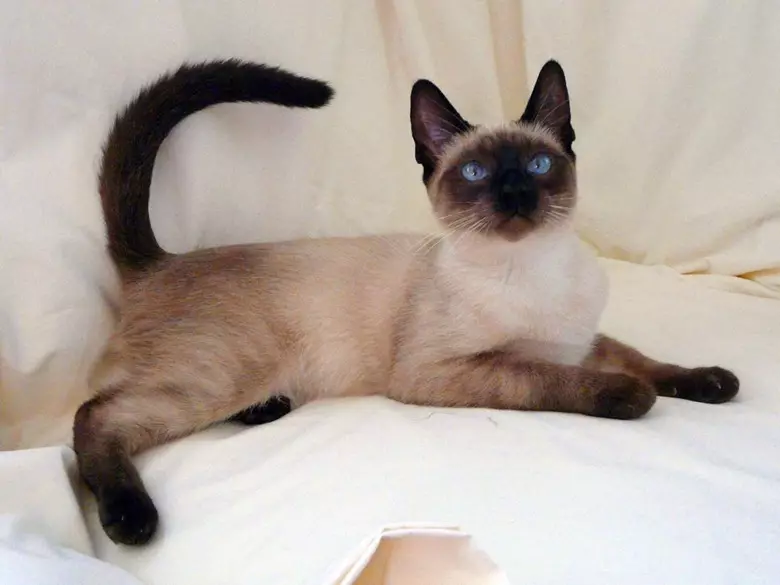 Cat rodut (108 valokuvaa): Nimikkeet ja kuvaukset kauniita kotitalouksien täydellisiä kissoja, lyhyt häntä ja rauhallinen merkki 185_10