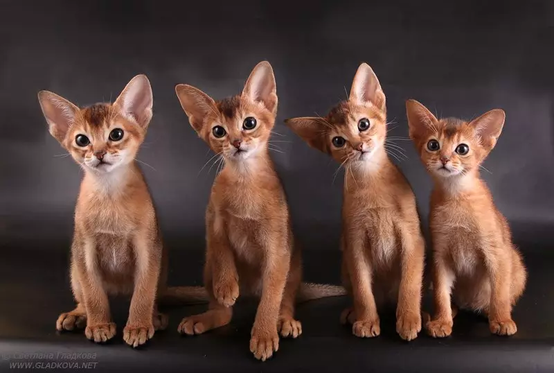 Cat rodut (108 valokuvaa): Nimikkeet ja kuvaukset kauniita kotitalouksien täydellisiä kissoja, lyhyt häntä ja rauhallinen merkki 185_100