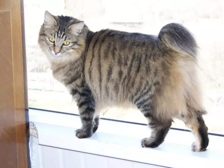 Cat rodut (108 valokuvaa): Nimikkeet ja kuvaukset kauniita kotitalouksien täydellisiä kissoja, lyhyt häntä ja rauhallinen merkki 185_102