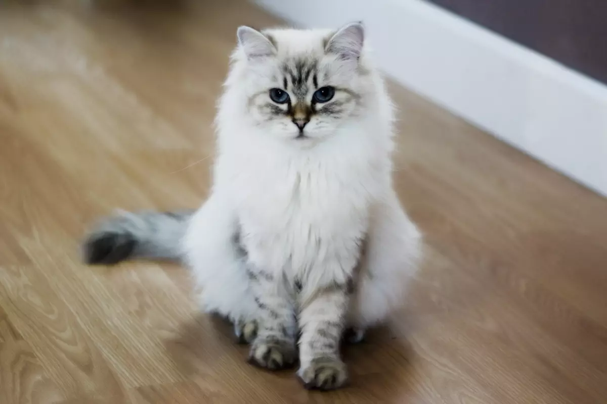 Cat rodut (108 valokuvaa): Nimikkeet ja kuvaukset kauniita kotitalouksien täydellisiä kissoja, lyhyt häntä ja rauhallinen merkki 185_103