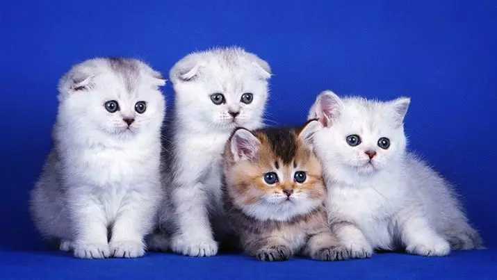 raças de gatos (108 fotos): títulos e descrições de espécies de casa bonita puro-sangue gatos de pelúcia, cauda curta e caráter calma 185_105