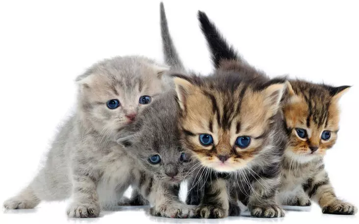 races de gats (108 fotos): títols i descripcions d'espècies de bonica casa de Pura gats de peluix, cua curta i caràcter tranquil 185_107