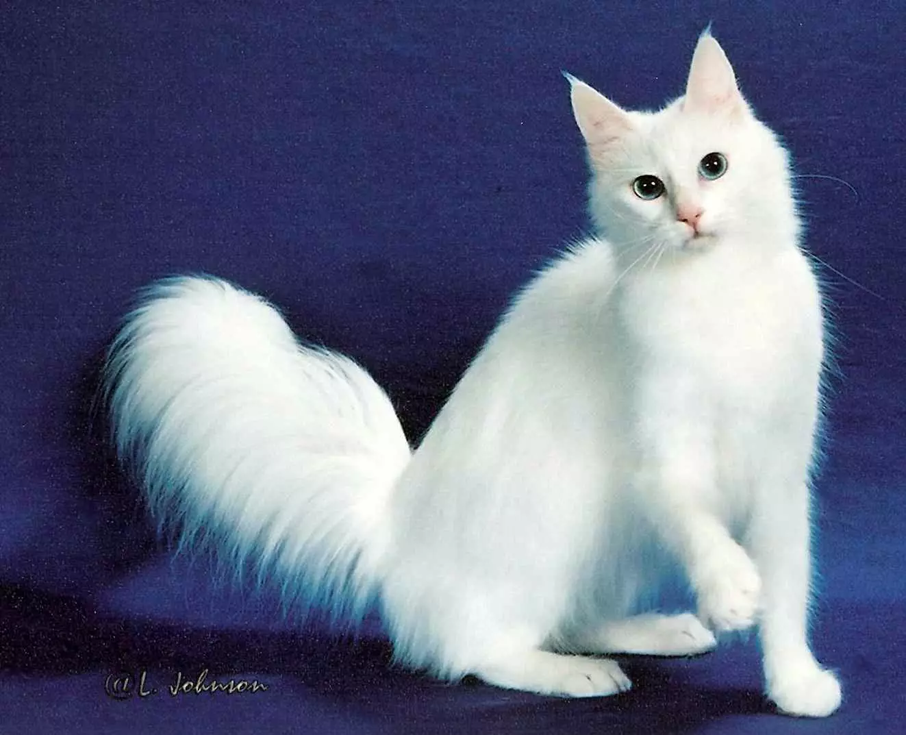 貓品種（108張照片）：美麗家居純種泰迪貓，短尾和平靜性格的物種的標題和描述 185_11