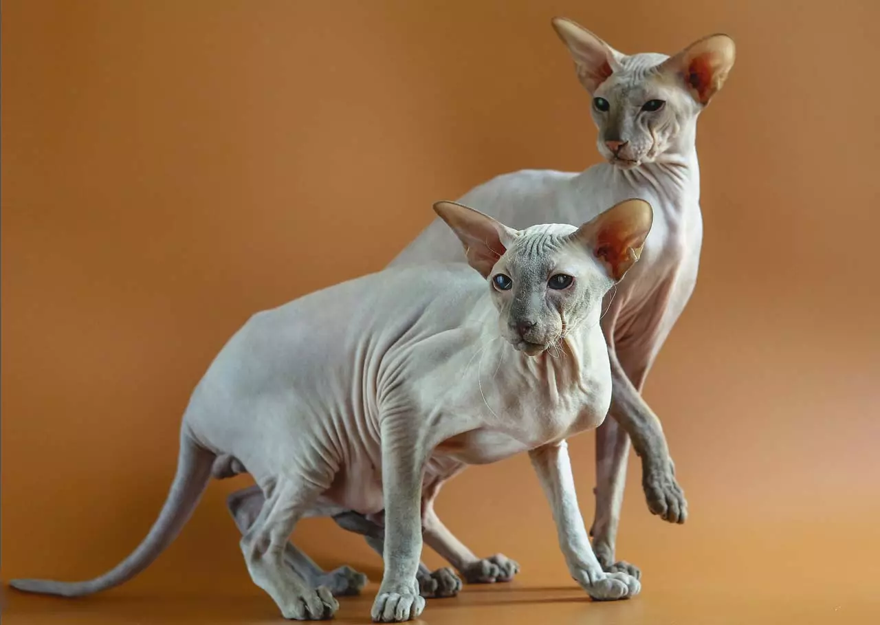raças de gatos (108 fotos): títulos e descrições de espécies de casa bonita puro-sangue gatos de pelúcia, cauda curta e caráter calma 185_14