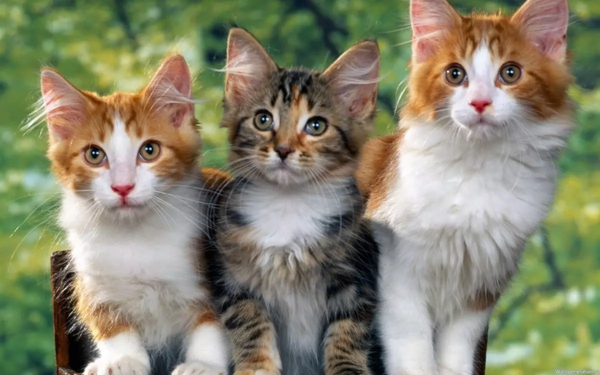 Cat plemena (108 fotek): tituly a popisy druhů krásných domů plnokrevných teddy koček, krátký ocas a klidný charakter