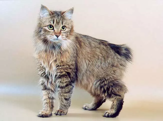 Cat rodut (108 valokuvaa): Nimikkeet ja kuvaukset kauniita kotitalouksien täydellisiä kissoja, lyhyt häntä ja rauhallinen merkki 185_22