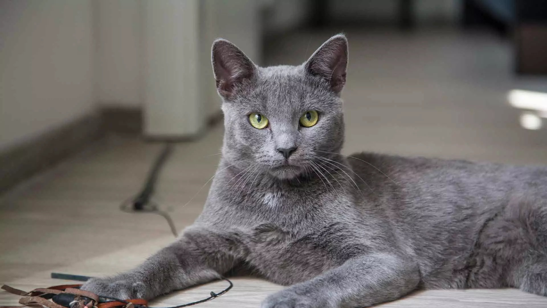 Cat rodut (108 valokuvaa): Nimikkeet ja kuvaukset kauniita kotitalouksien täydellisiä kissoja, lyhyt häntä ja rauhallinen merkki 185_24