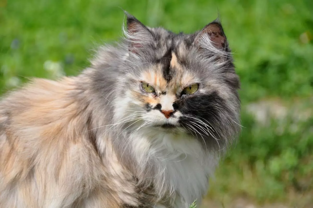 raças de gatos (108 fotos): títulos e descrições de espécies de casa bonita puro-sangue gatos de pelúcia, cauda curta e caráter calma 185_26