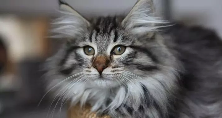Cat rodut (108 valokuvaa): Nimikkeet ja kuvaukset kauniita kotitalouksien täydellisiä kissoja, lyhyt häntä ja rauhallinen merkki 185_35