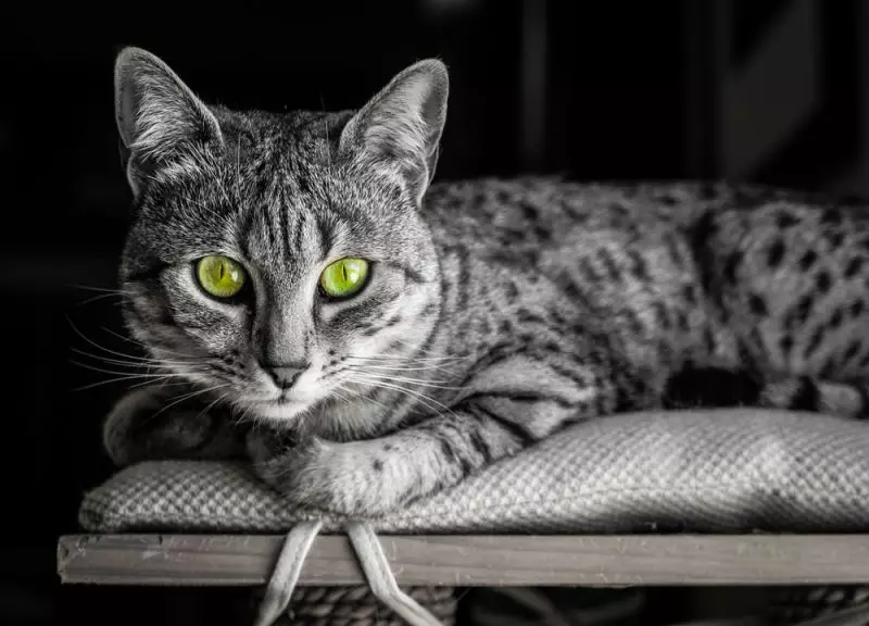 Cat rodut (108 valokuvaa): Nimikkeet ja kuvaukset kauniita kotitalouksien täydellisiä kissoja, lyhyt häntä ja rauhallinen merkki 185_39