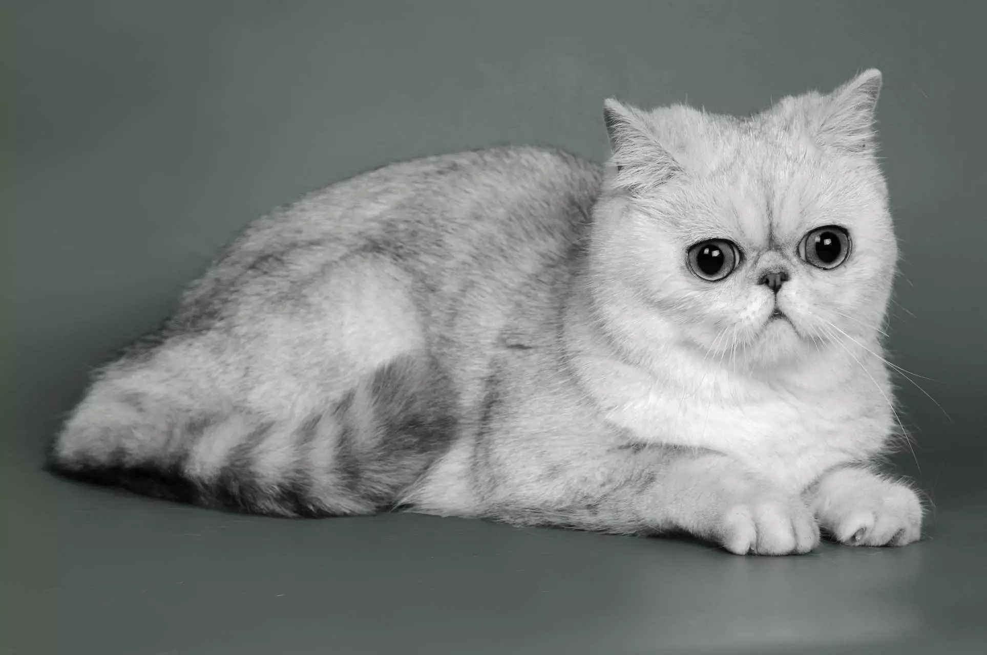 raças de gatos (108 fotos): títulos e descrições de espécies de casa bonita puro-sangue gatos de pelúcia, cauda curta e caráter calma 185_41