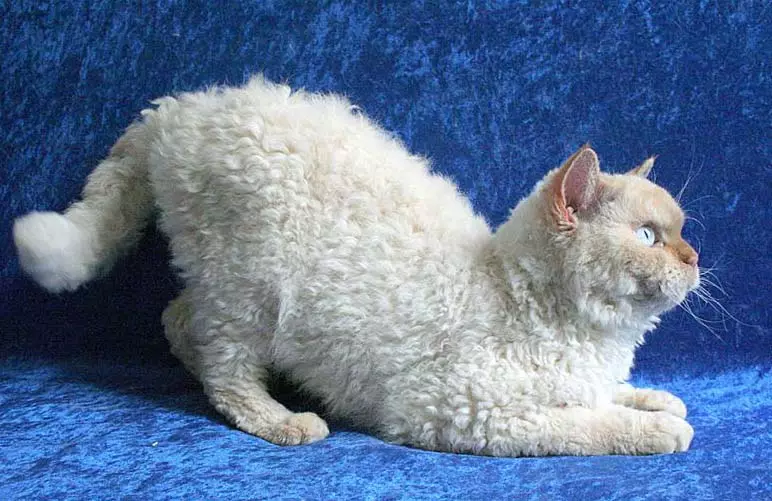 Cat rodut (108 valokuvaa): Nimikkeet ja kuvaukset kauniita kotitalouksien täydellisiä kissoja, lyhyt häntä ja rauhallinen merkki 185_43