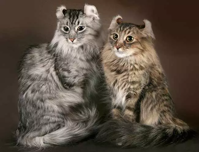 मांजर जाती (108 फोटो): सुंदर घराच्या प्रजातींचे शीर्षक आणि वर्णन thoroughed टेडी मांजरी, लहान शेपूट आणि शांत वर्ण 185_48
