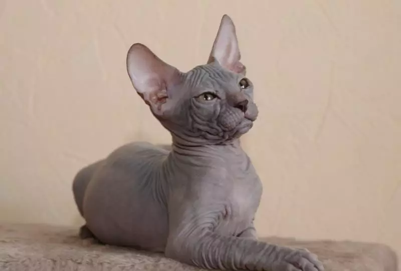Cat rodut (108 valokuvaa): Nimikkeet ja kuvaukset kauniita kotitalouksien täydellisiä kissoja, lyhyt häntä ja rauhallinen merkki 185_60