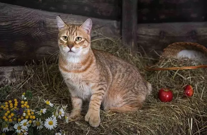 Cat rodut (108 valokuvaa): Nimikkeet ja kuvaukset kauniita kotitalouksien täydellisiä kissoja, lyhyt häntä ja rauhallinen merkki 185_63