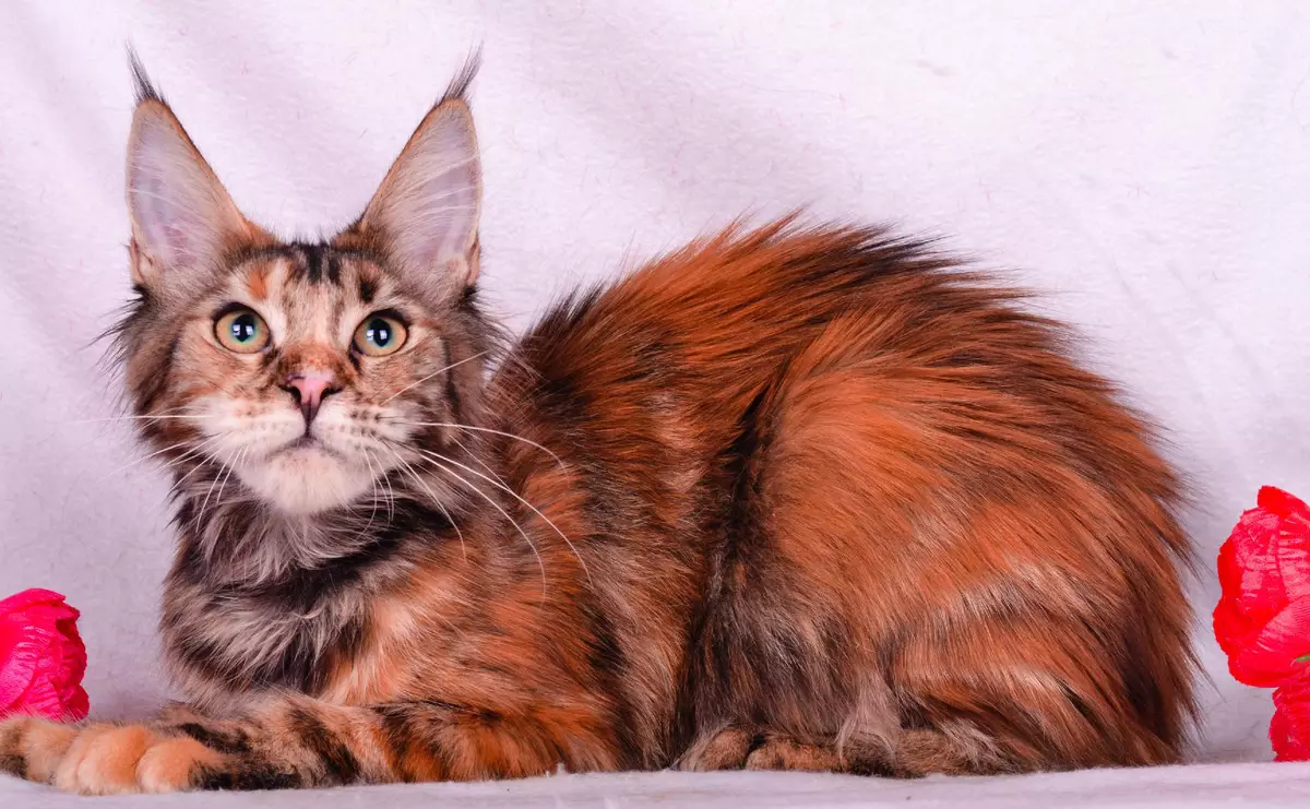 Cat plemená (108 fotografií): tituly a popisy druhov krásnych domácich plnokrvných teddy mačiek, krátky chvost a pokojný charakter 185_7