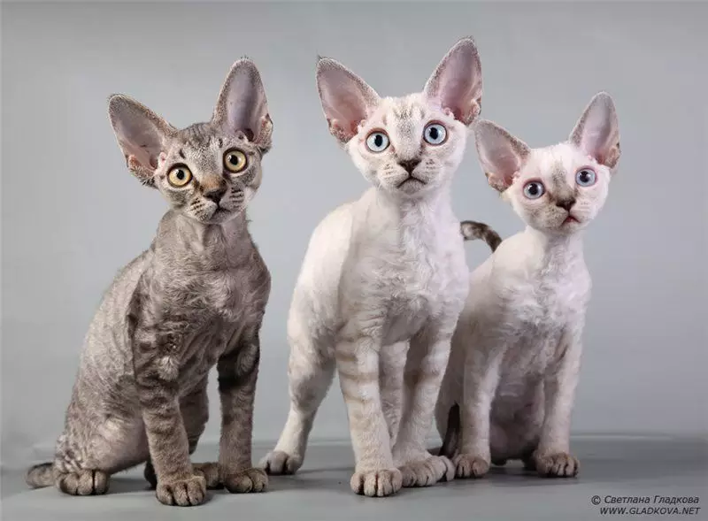 raças de gatos (108 fotos): títulos e descrições de espécies de casa bonita puro-sangue gatos de pelúcia, cauda curta e caráter calma 185_8
