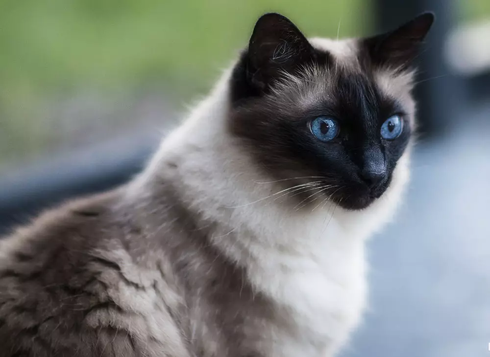Cat rodut (108 valokuvaa): Nimikkeet ja kuvaukset kauniita kotitalouksien täydellisiä kissoja, lyhyt häntä ja rauhallinen merkki 185_80