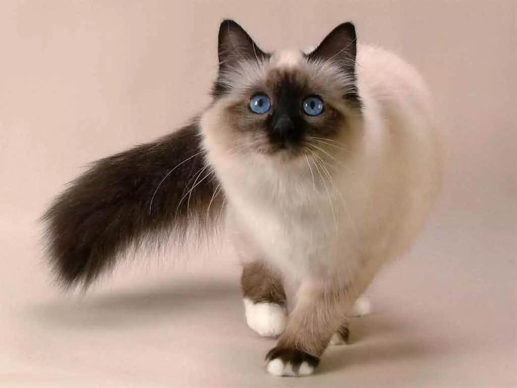 raças de gatos (108 fotos): títulos e descrições de espécies de casa bonita puro-sangue gatos de pelúcia, cauda curta e caráter calma 185_81