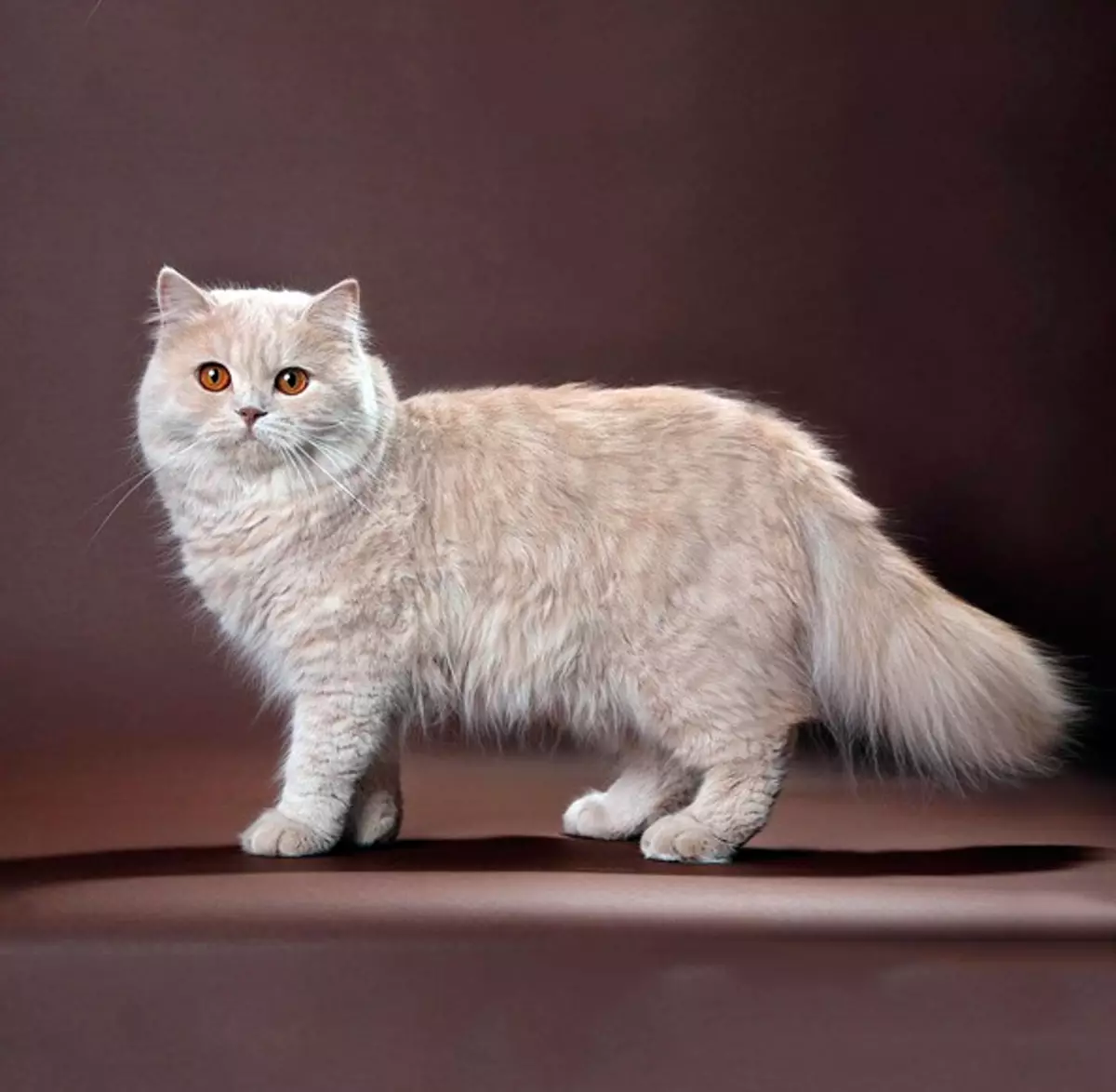貓品種（108張照片）：美麗家居純種泰迪貓，短尾和平靜性格的物種的標題和描述 185_83