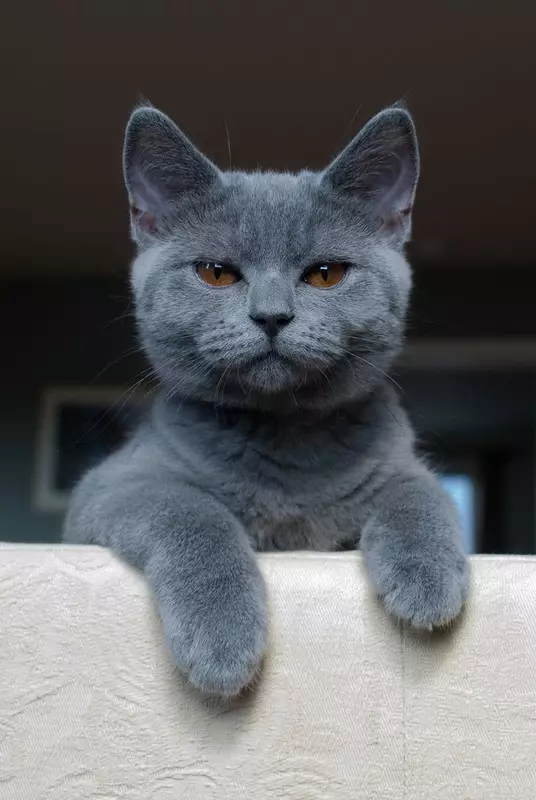 Cat rodut (108 valokuvaa): Nimikkeet ja kuvaukset kauniita kotitalouksien täydellisiä kissoja, lyhyt häntä ja rauhallinen merkki 185_84