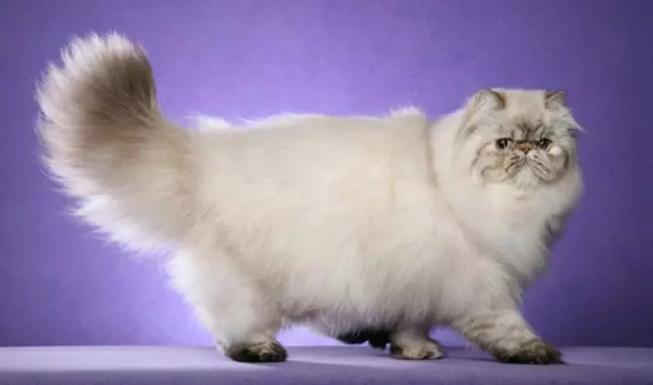 Cat rodut (108 valokuvaa): Nimikkeet ja kuvaukset kauniita kotitalouksien täydellisiä kissoja, lyhyt häntä ja rauhallinen merkki 185_93