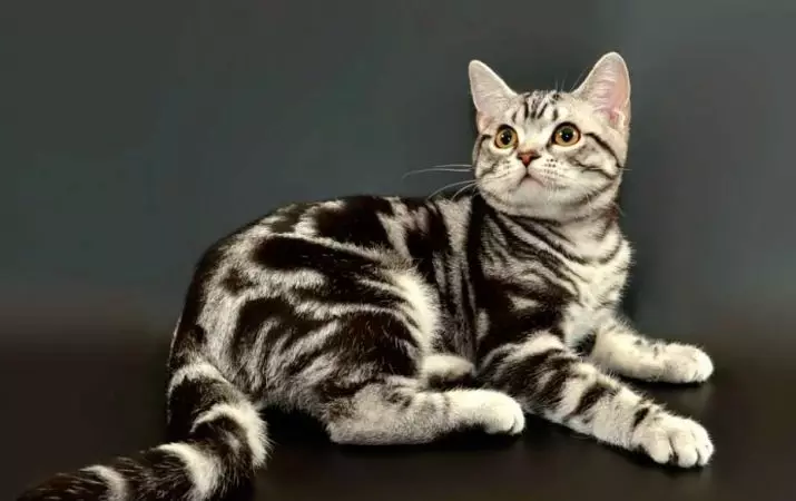 Pasem Cat (108 fotografij): Naslovi in ​​opisi vrst čudovitih domačih čistokrvnih mačk, kratkega repa in mirnega značaja 185_95