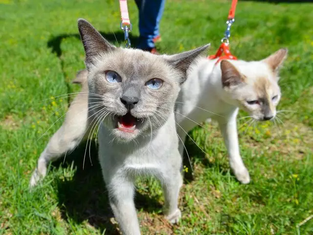 Cat rodut (108 valokuvaa): Nimikkeet ja kuvaukset kauniita kotitalouksien täydellisiä kissoja, lyhyt häntä ja rauhallinen merkki 185_97