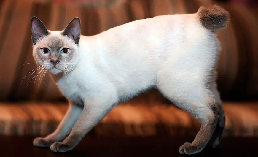 Cat rodut (108 valokuvaa): Nimikkeet ja kuvaukset kauniita kotitalouksien täydellisiä kissoja, lyhyt häntä ja rauhallinen merkki 185_98