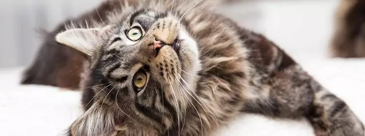 Cat rodut (108 valokuvaa): Nimikkeet ja kuvaukset kauniita kotitalouksien täydellisiä kissoja, lyhyt häntä ja rauhallinen merkki 185_99