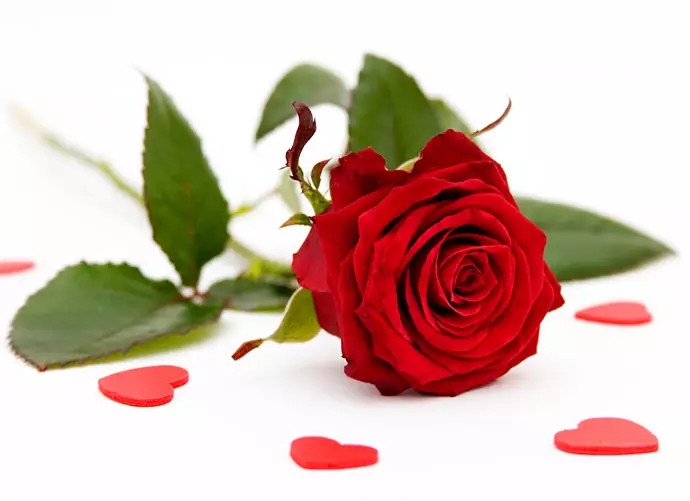 Τι λουλούδια να δώσουν ένα κορίτσι; 34 Φωτογραφία Πόσα τριαντάφυλλα μπορείτε να δώσετε; Τι είναι το καλύτερο - εσωτερικό λουλούδι σε ένα δοχείο ή ένα όμορφο μπουκέτο; 18667_22