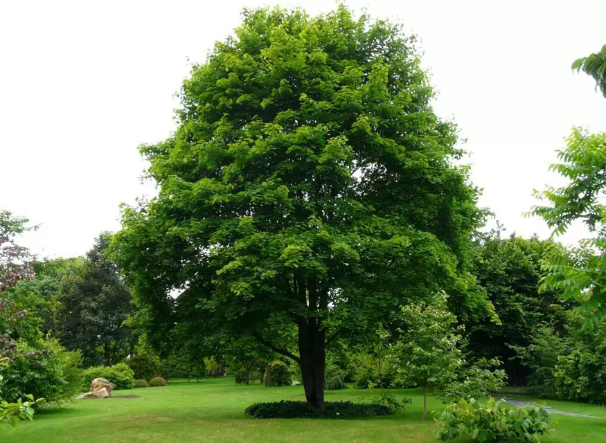 Cosa dare a suo marito a un matrimonio in legno? Scegli i regali freschi da un albero per 5 anni di vita insieme 19052_5