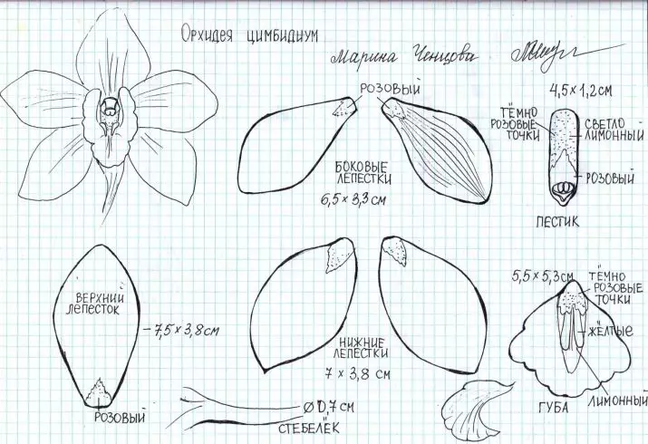 الزهور من Isolon (33 صور): دروس ماستر للمبتدئين لصناعة النمو والزهور الصغيرة بأيديهم 19160_11