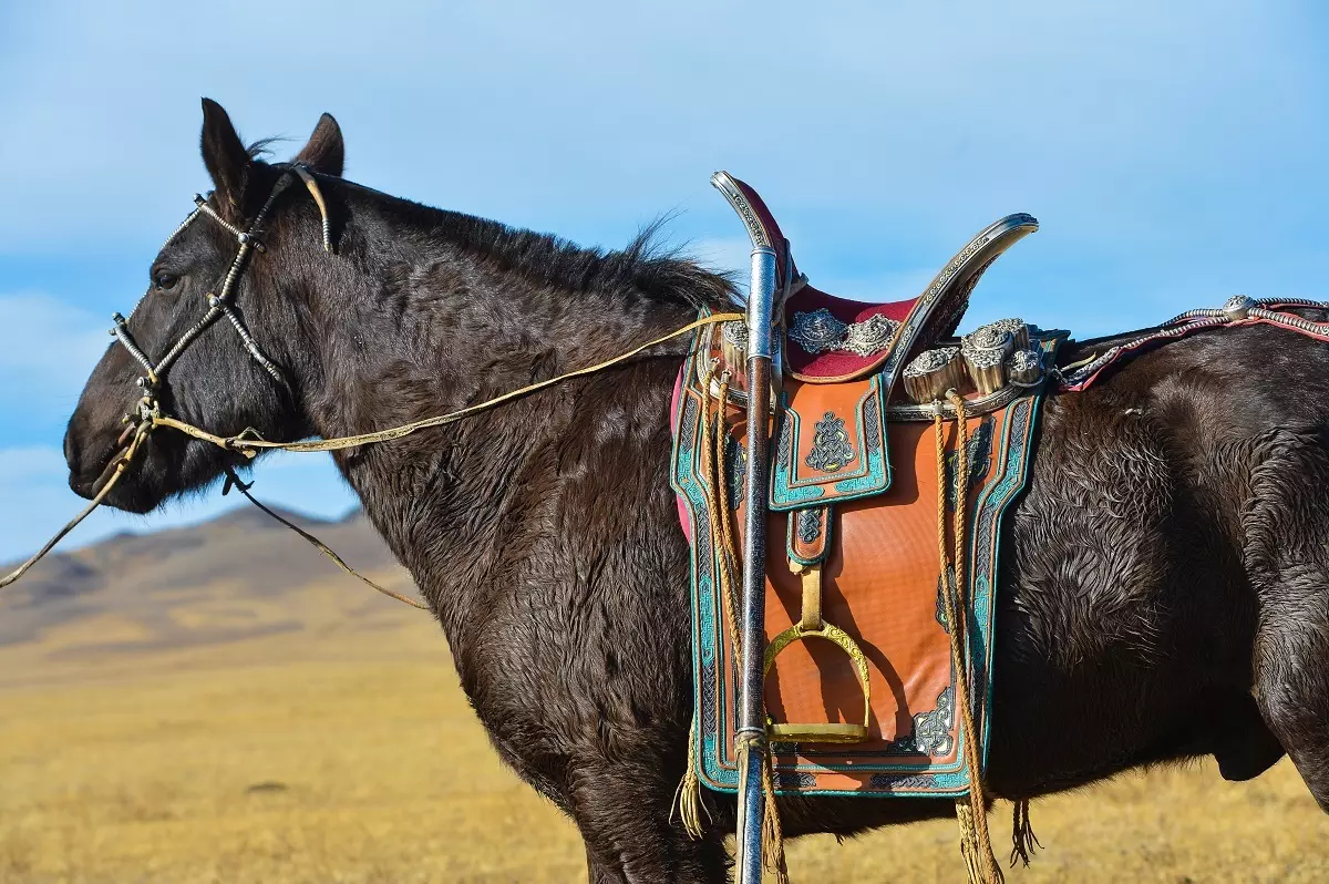 Saddle ho an'ny soavaly (29 sary): Ahoana ny fomba handehanana ny soavaly amin'ny tananao? Ny firafitry ny vehivavy sy ny fanatanjahan-tena, ny fihazana ary ny amaddes manerantany. Inona no mahatonga azy ireo hanao sy ny fomba hisafidianana mety? 19164_17