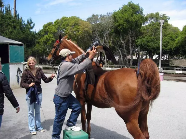 Sela para cavalo (29 fotos): Como deslizar os cavalos com suas próprias mãos? A estrutura de mulheres e esportes, caça e selas universais. O que os faz fazer e como escolher um adequado? 19164_2