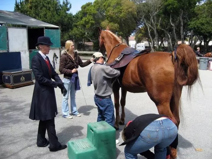 Saddle for Horse (29 foto): Bagaimana cara menggeser kuda dengan tangan Anda sendiri? Struktur wanita dan olahraga, berburu dan sadel universal. Apa yang membuat mereka lakukan dan bagaimana memilih yang cocok? 19164_27