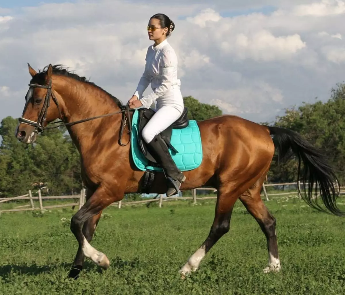 Bežiaci kone: Aký druh behu je považovaná za najrýchlejší? Ako sú kone bežať klus a allyr? Najrýchlejší a nepohodlný spôsob jazdy na koni 19169_20