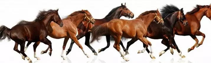 Bežiaci kone: Aký druh behu je považovaná za najrýchlejší? Ako sú kone bežať klus a allyr? Najrýchlejší a nepohodlný spôsob jazdy na koni 19169_22