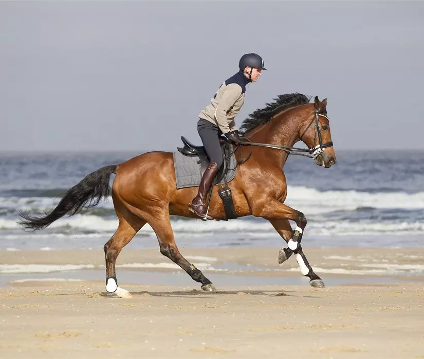 Cavalls corrents: Quin tipus de funcionament és considerat el més ràpid? Com estan els cavalls corren trot i allyr? La forma més ràpida i més incòmode de conduir un cavall 19169_23